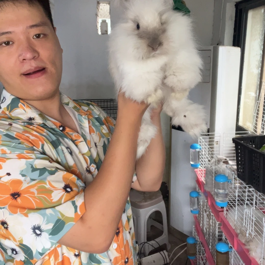 双血统英系安哥拉兔子