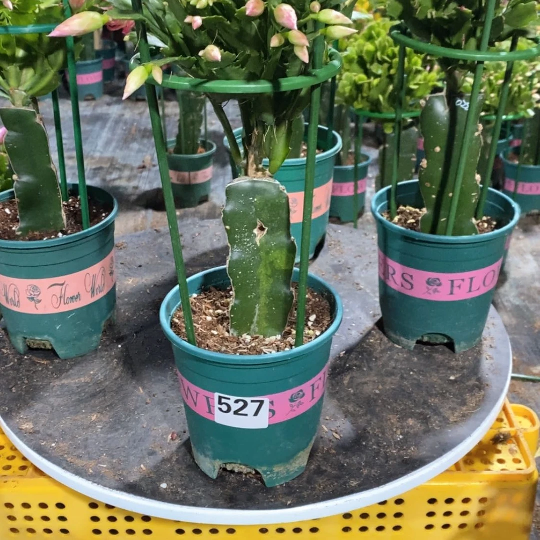 【闪购商品】完全开放温****7527嫁接2099