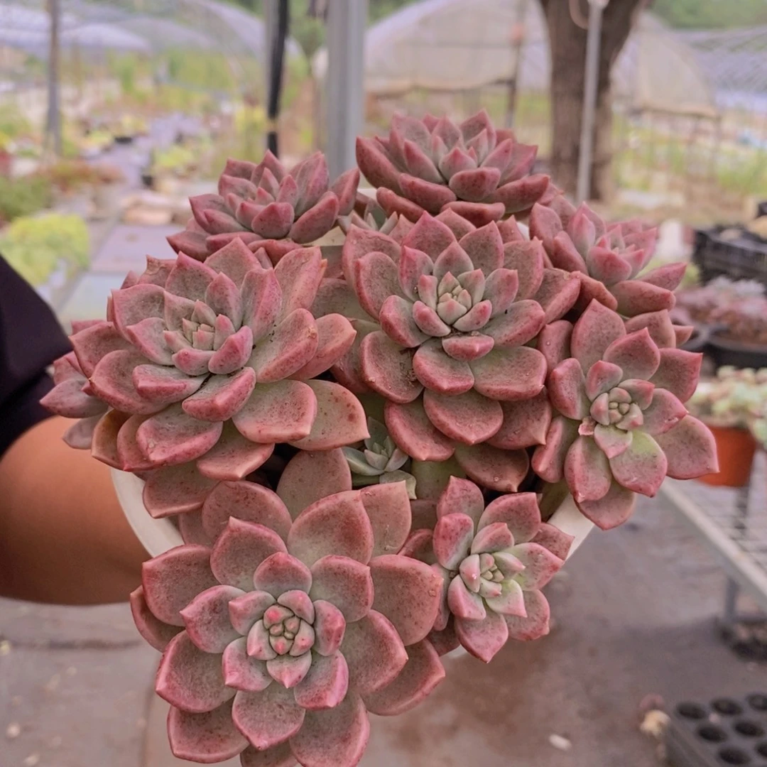 油漆桶整桩整群多头