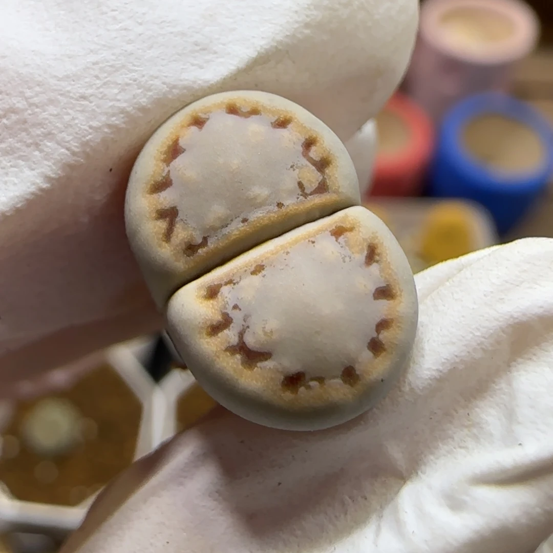 10.26. c216饼干 .9019双十一福利