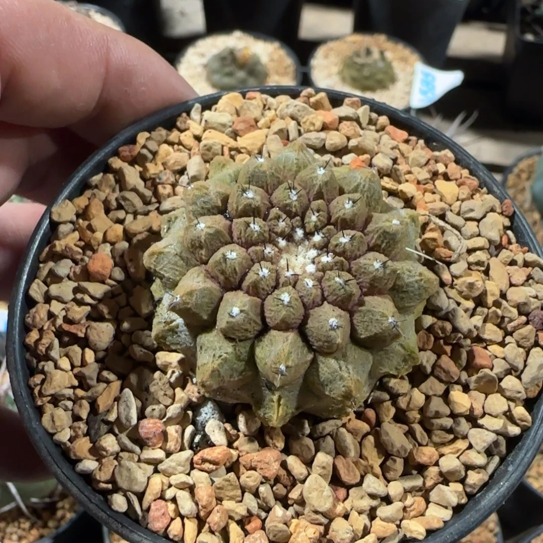 在***.蜥蜴皮 实生仙人球645