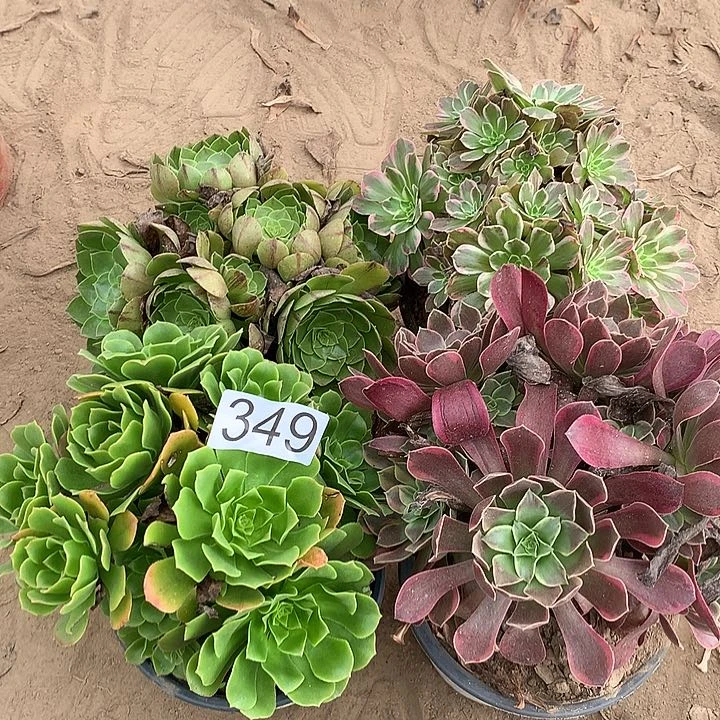 无花朵349四颗多肉植物组合