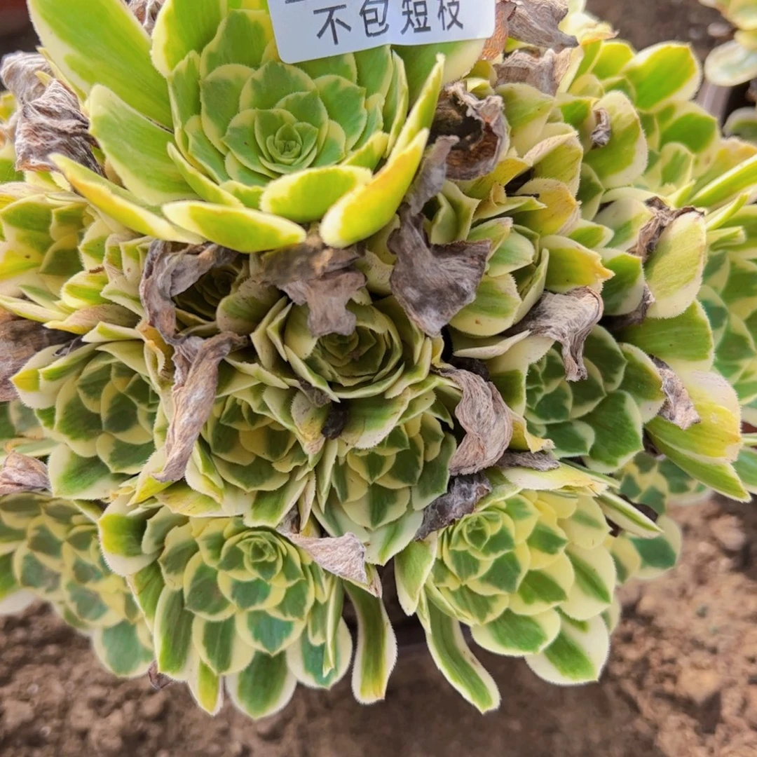 迈巴赫多肉植物2354