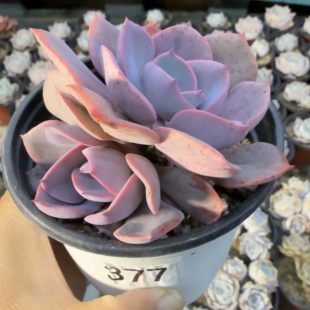 377八公分尘埃玫瑰满20包邮
