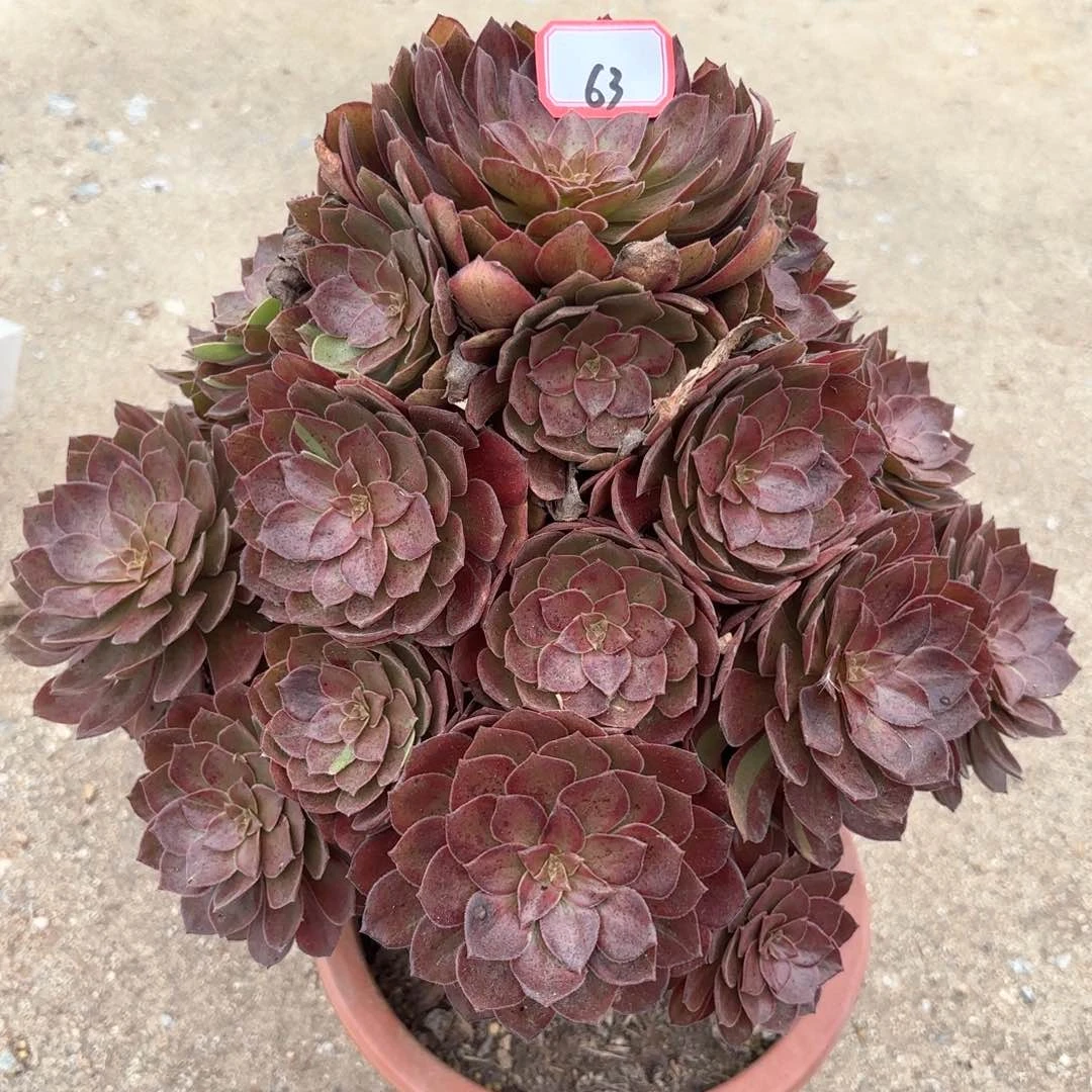 全部花朵63万灰多肉植物