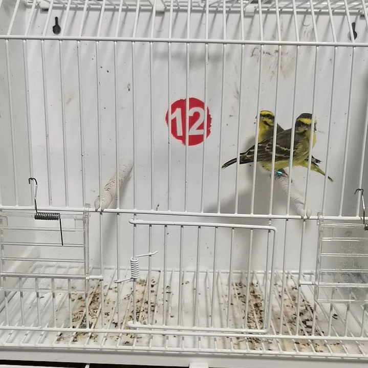 淇***逑虎皮鹦鹉金青一对