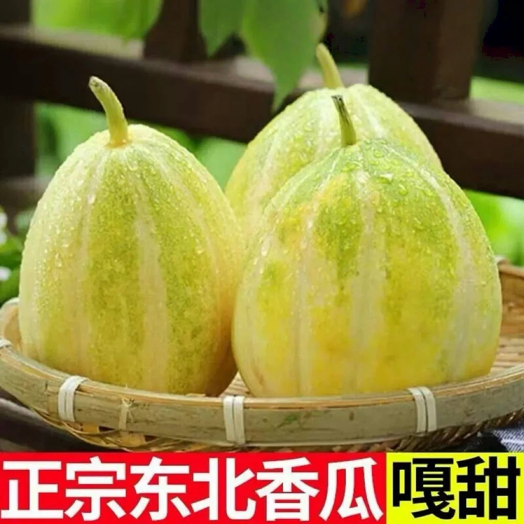 东北甜香瓜金妃老品种香瓜白糖罐新鲜当季水果现摘现发包邮