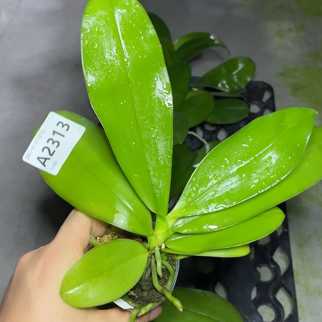 当前无花朵，栽培后可花朵A2313