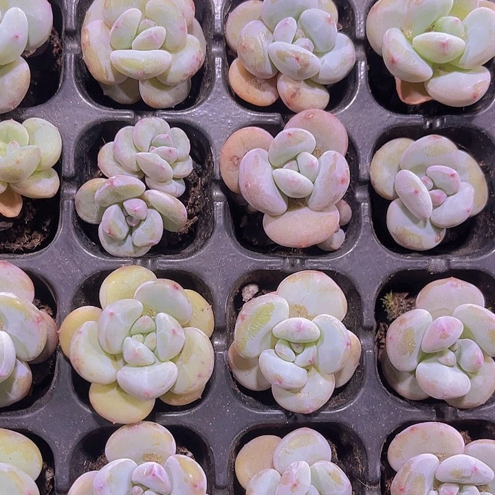 精品芭比奶多肉植物