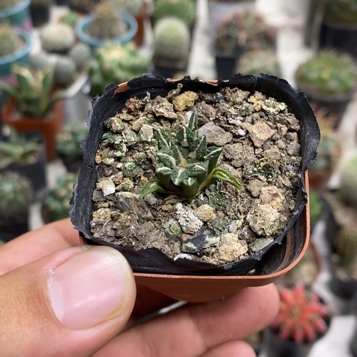 实生黑牡丹特价福利