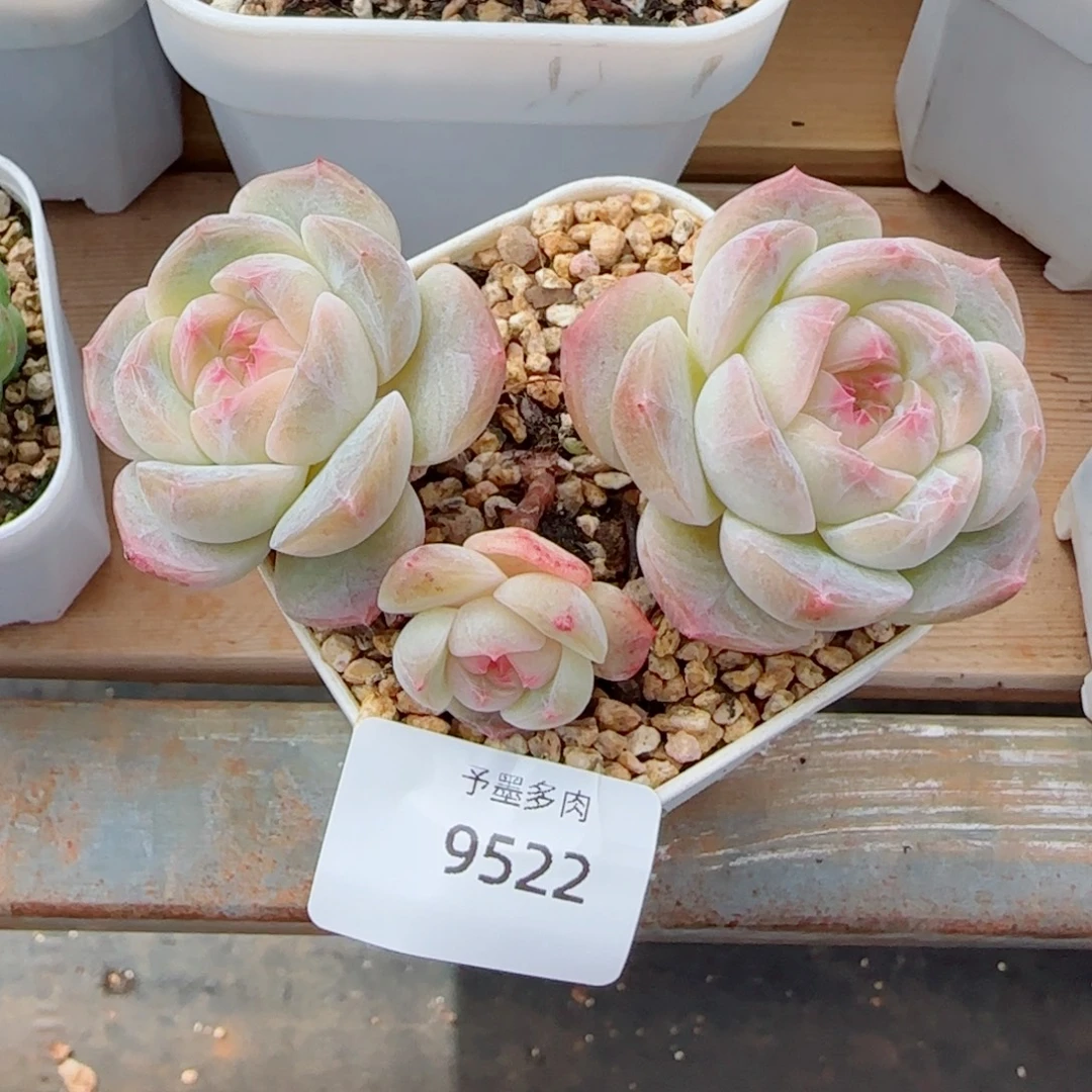 流心，9522多肉植物
