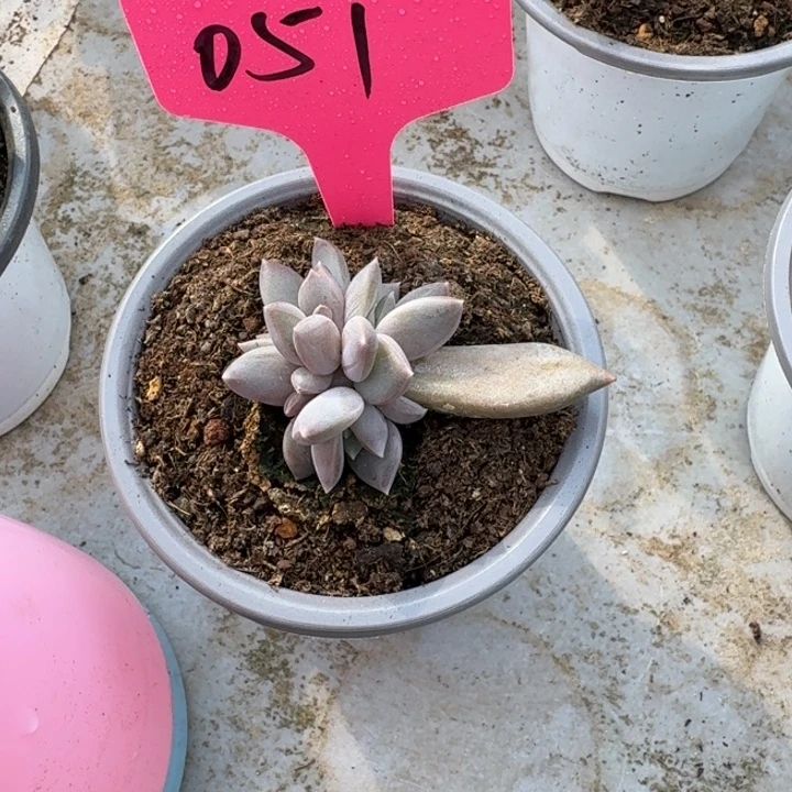 051邀月仙子新号福利价