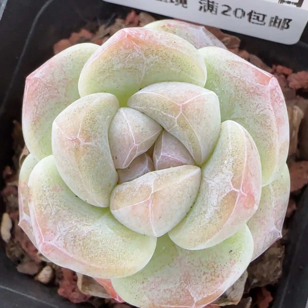 花语逸镜0204-752