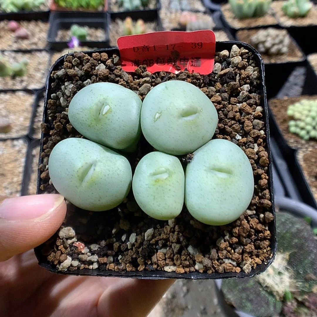 【闪购商品】1-17-39 饼多肉一群特 40