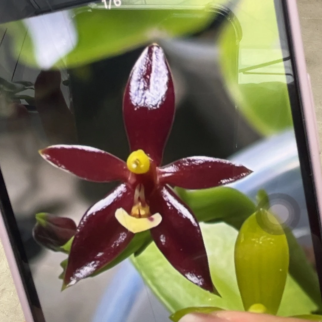 当前无花栽培后可以开花红鹿角苗