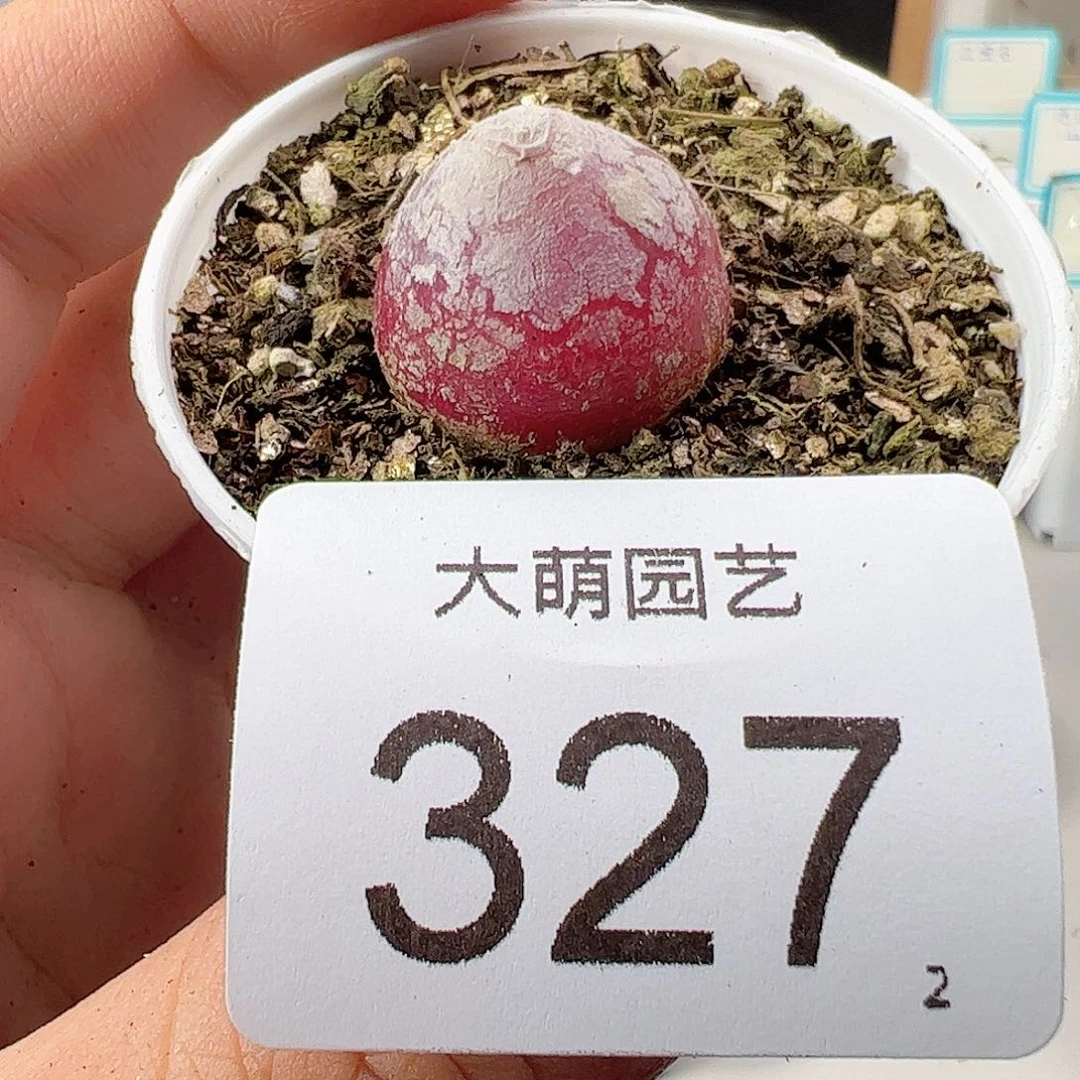 0000327 肉锥一物一拍……