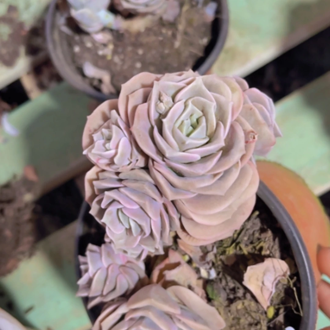 【闪购商品】可爱玫瑰8头15141