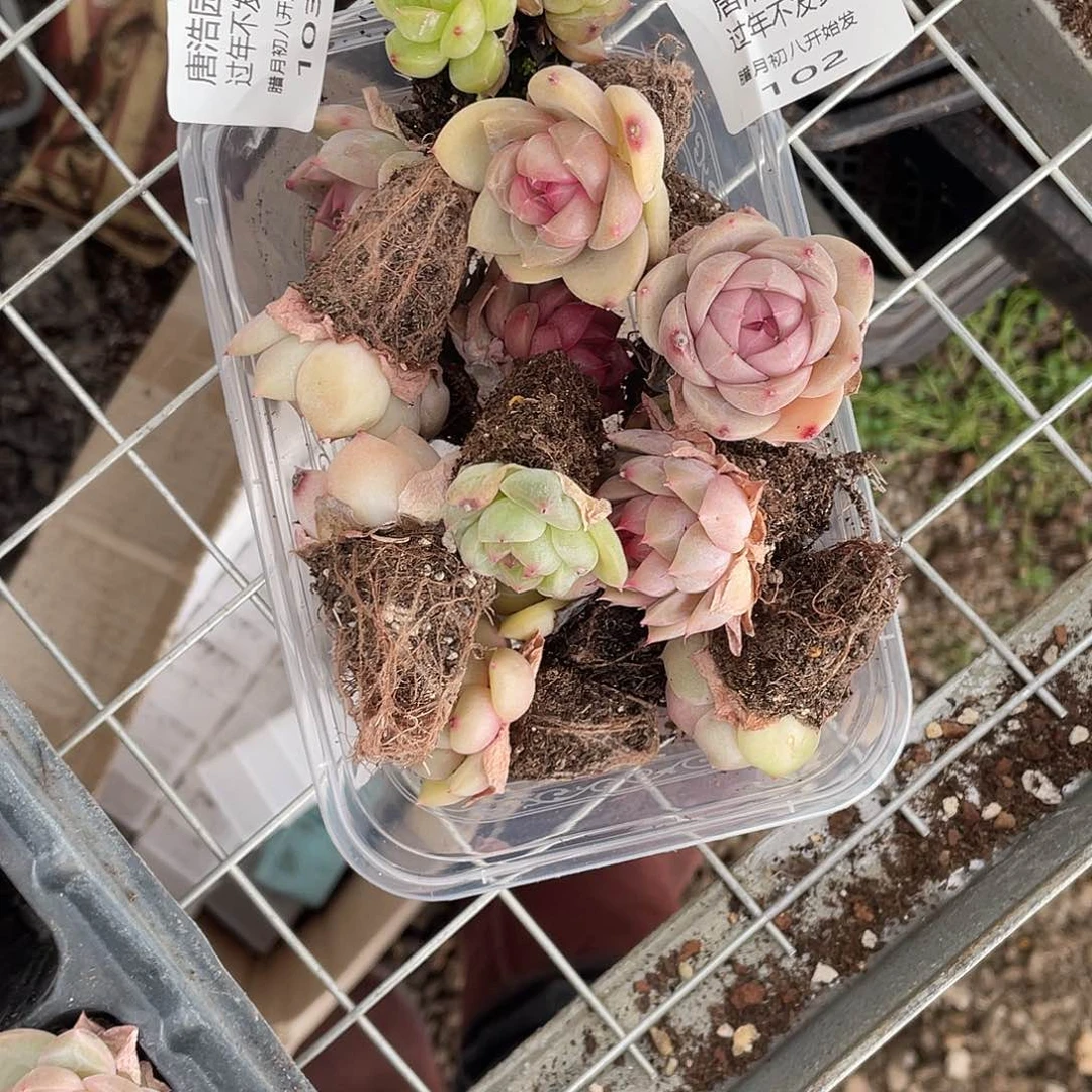 李*珍妮一物一拍103