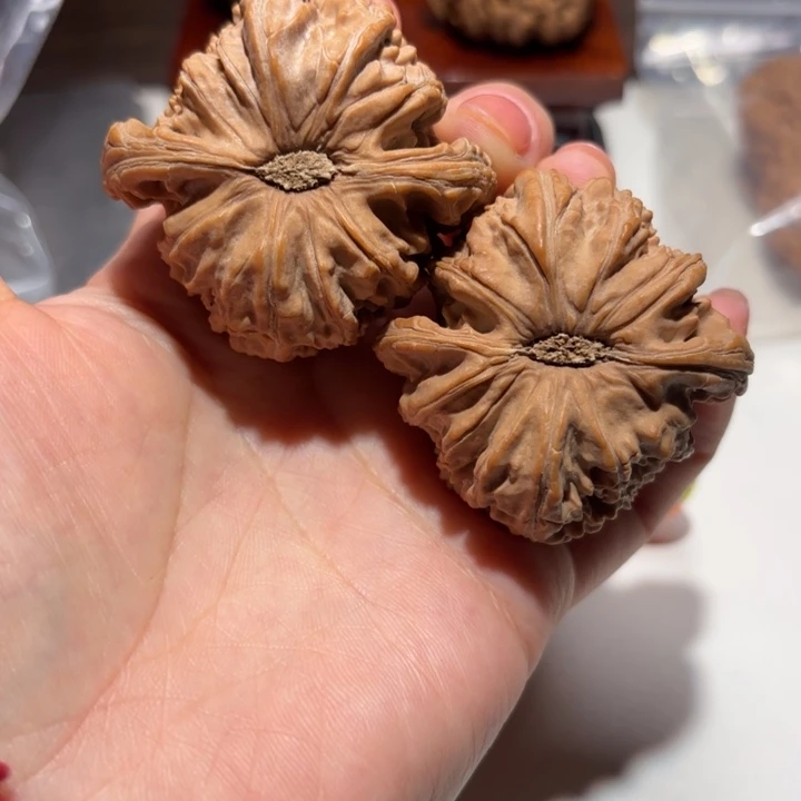 武***茶核桃48尺寸白狮子