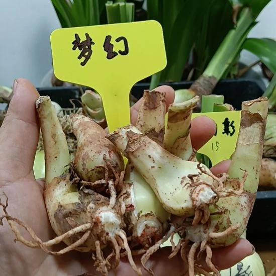 无花朵梦幻2个2+侧球