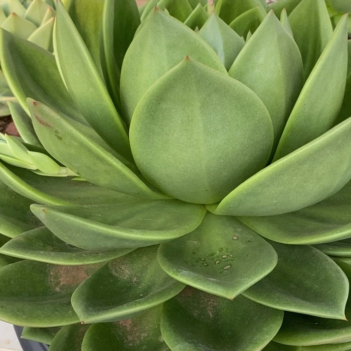 D120- 直播福利 翠花