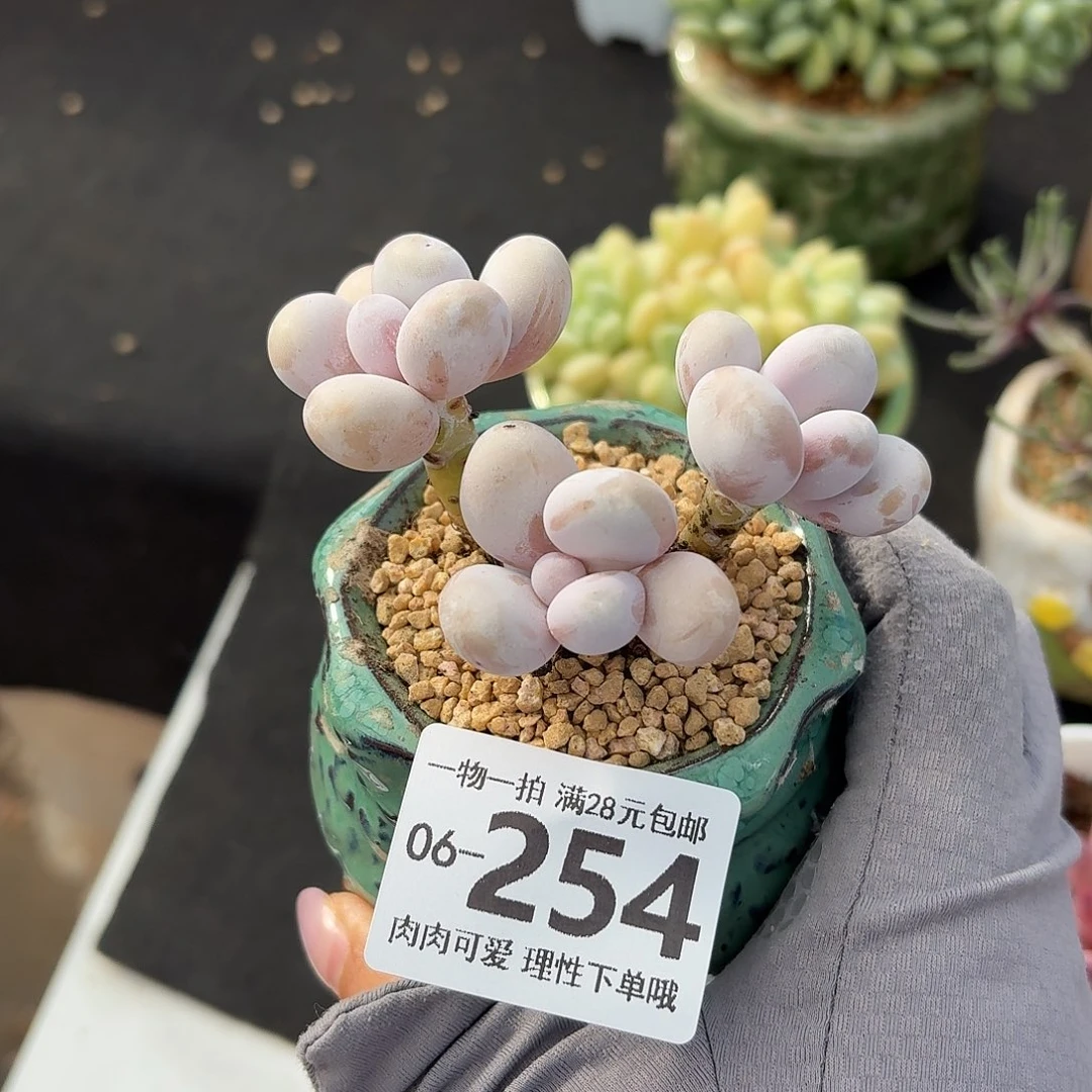 奶酪无盆土发货无盆土无盆土