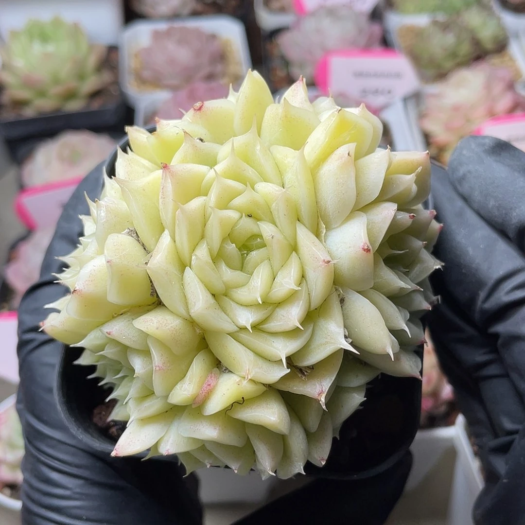 优选麦秆精品1279