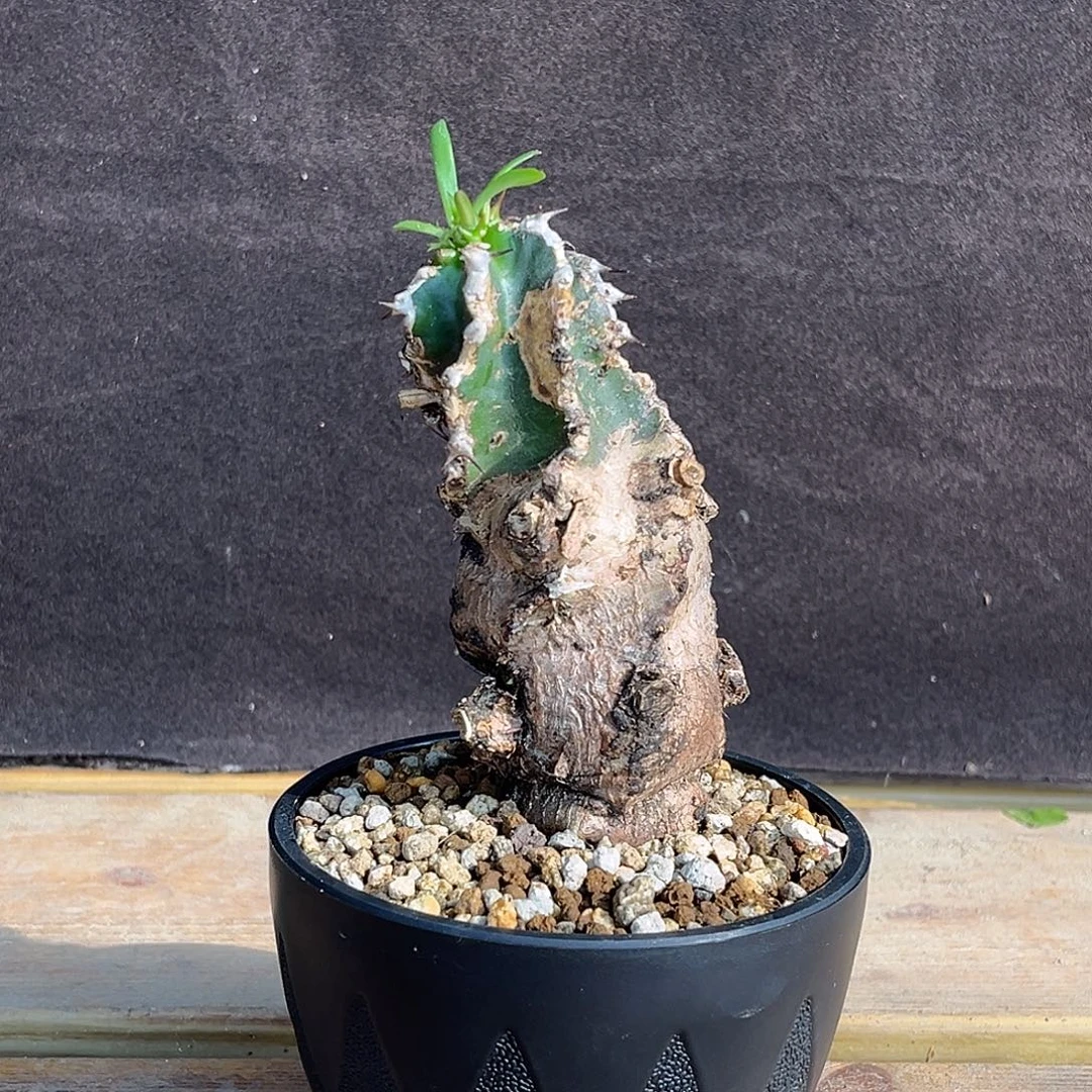 产地火山大戟，熟桩