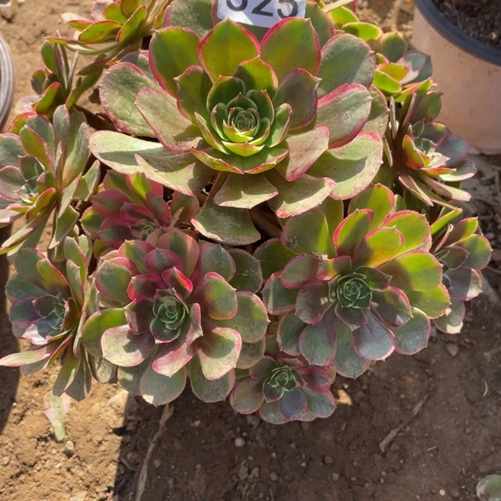 无花朵325多肉植物粉花妖