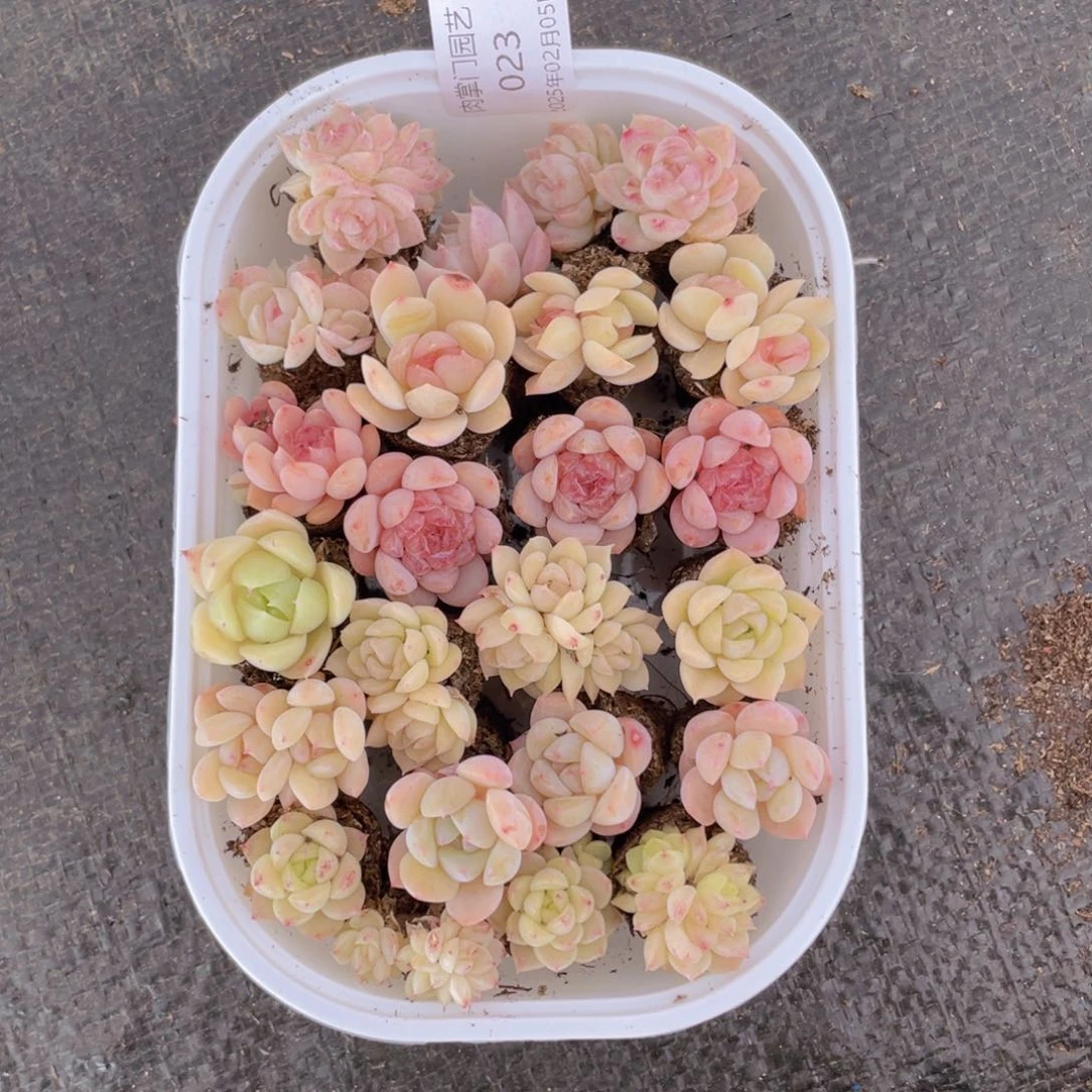 我们的生活方式是什么023