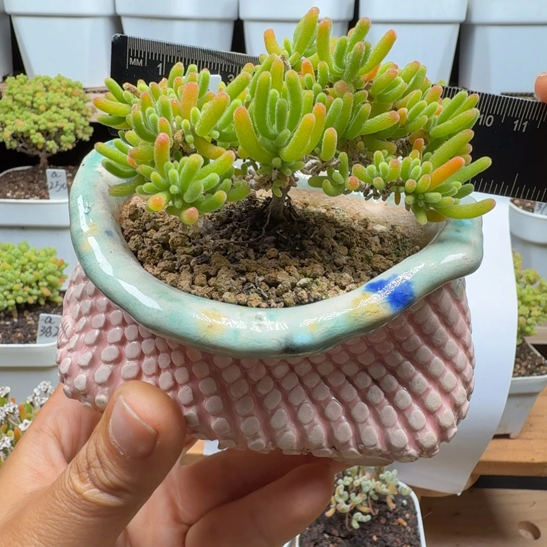 c328号荧光兔冠服8厘米左右带盆发