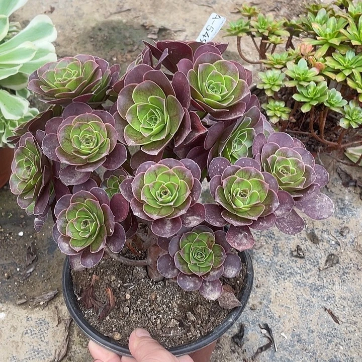 549魅金玫瑰无主头多肉植物福利