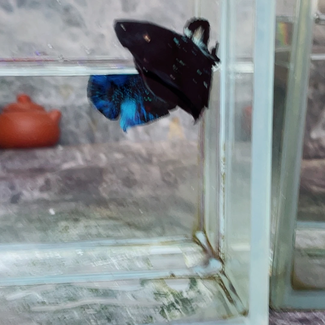 斗鱼育平斗鱼泰国斗鱼越南斗鱼