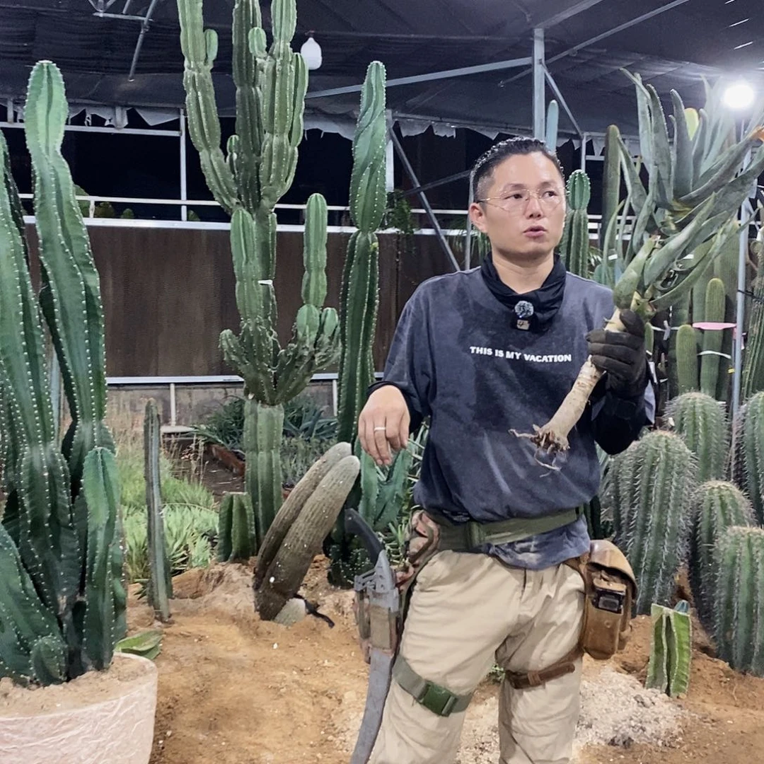 二岐芦荟70公分左右一物一拍