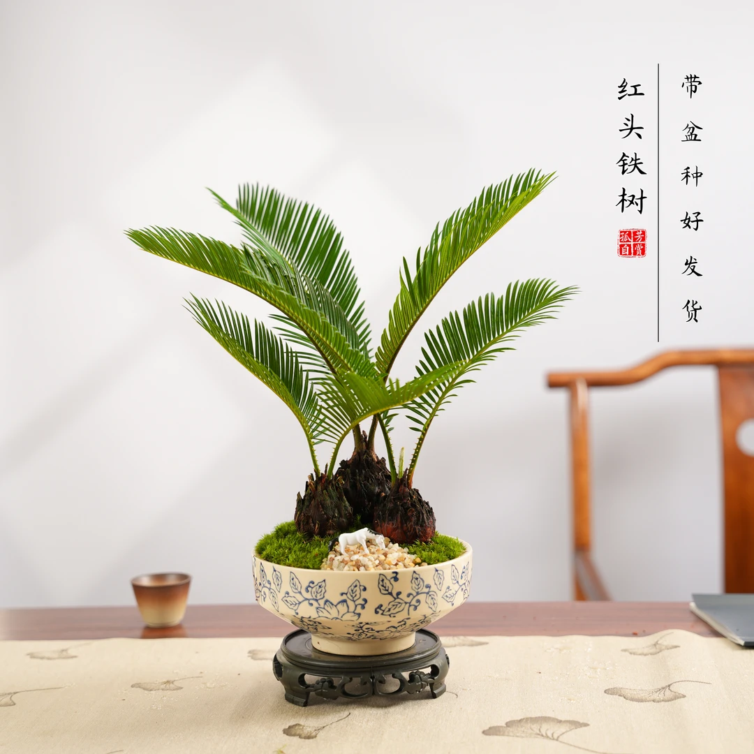 【鸿运当头】铁树室内高档老桩盆景盆栽客厅好养办公室庭院绿植大型