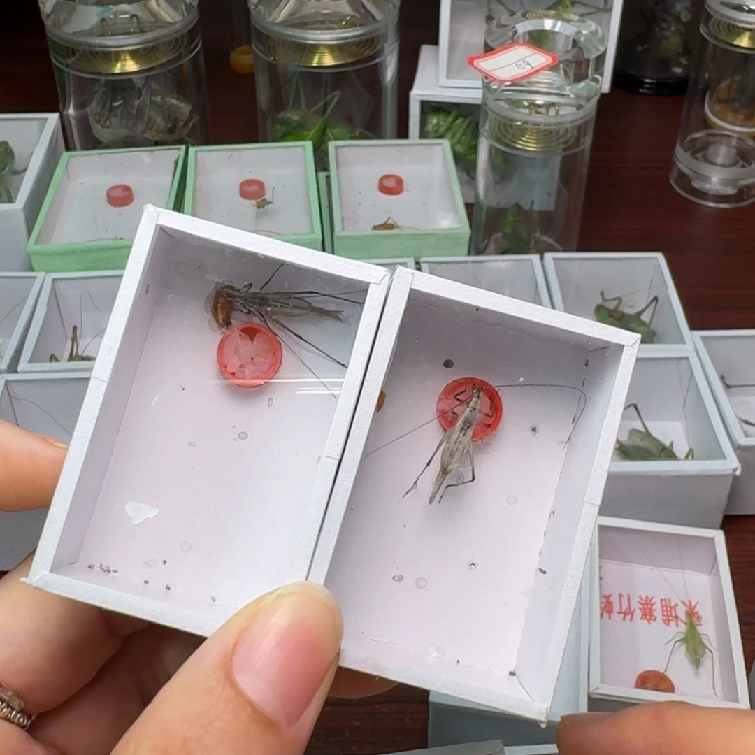 蟋蟀紫竹两只。柬埔寨。两只