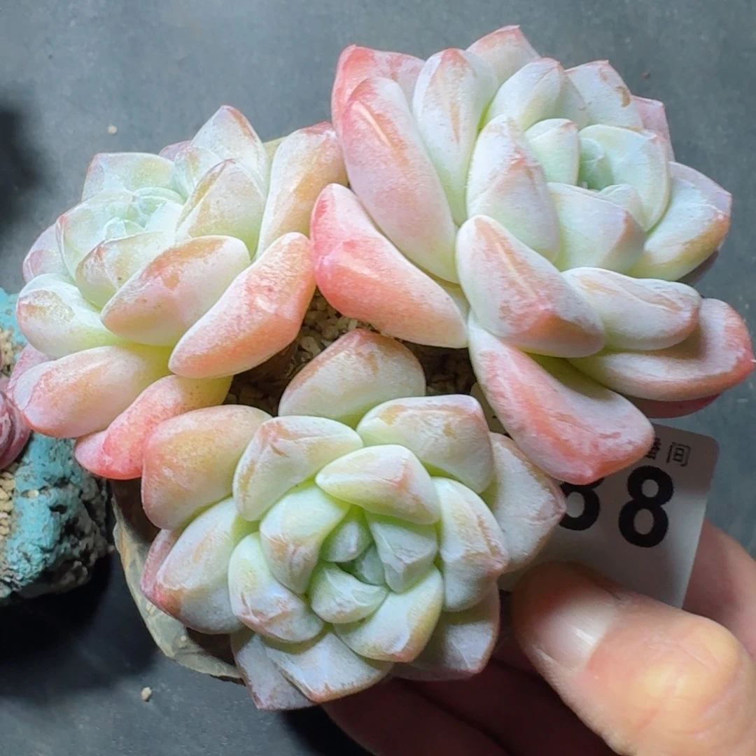 粗腿冰玉      开心笑容难抵抗，积极乐观正能量