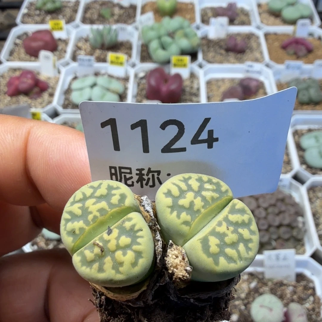 多肉植物多肉植物