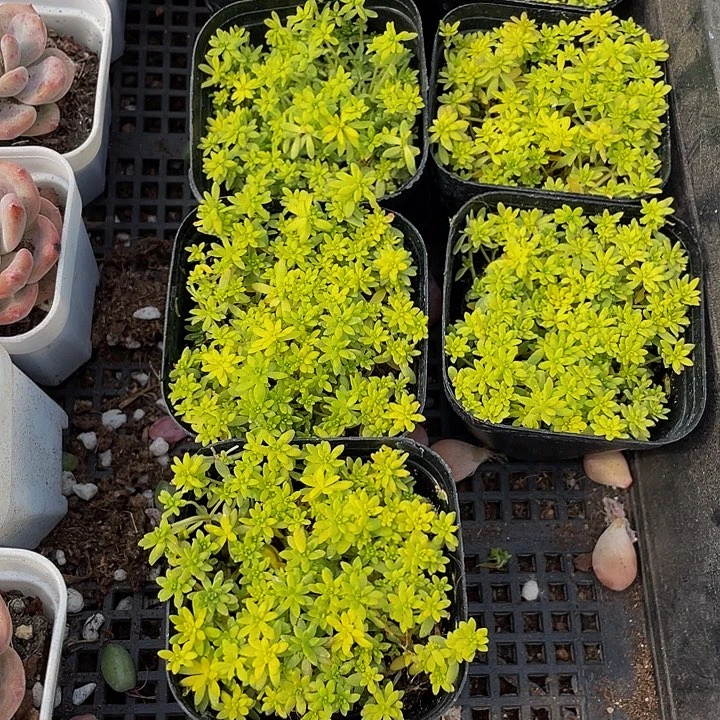 黄金草带盆土发货