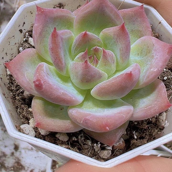 白蜡糖19包邮多肉植物