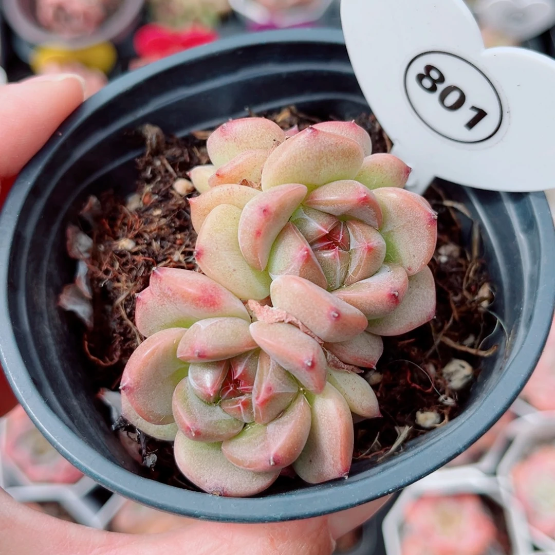 801号小老桩珍妮群