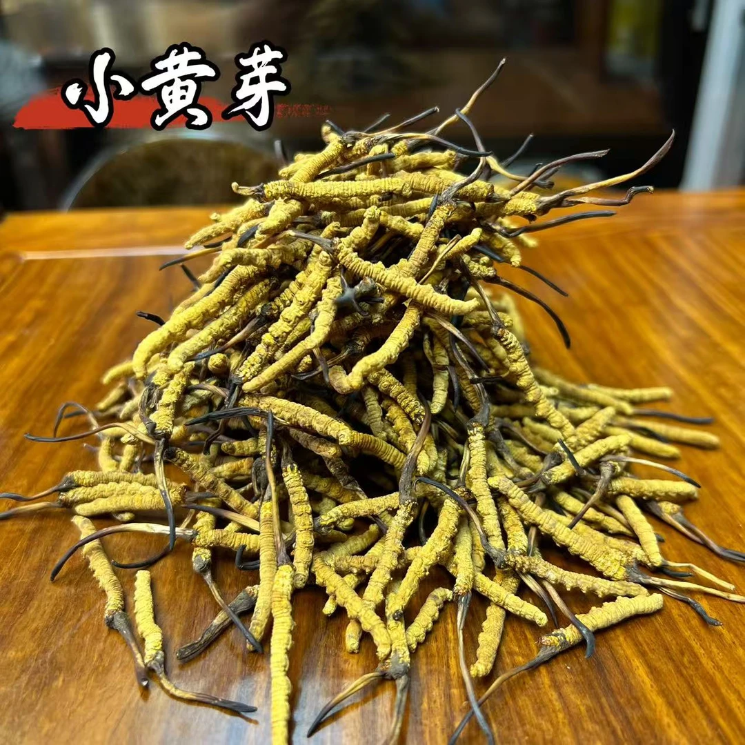 野生【冬虫夏草】 精品小黄芽 实收现卖 滋补佳品 根根高海拔