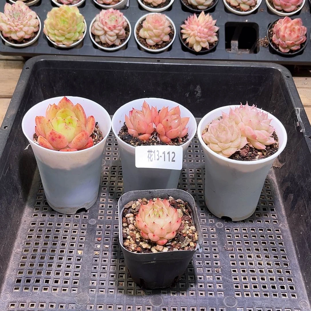 花利美13-112框拍4颗