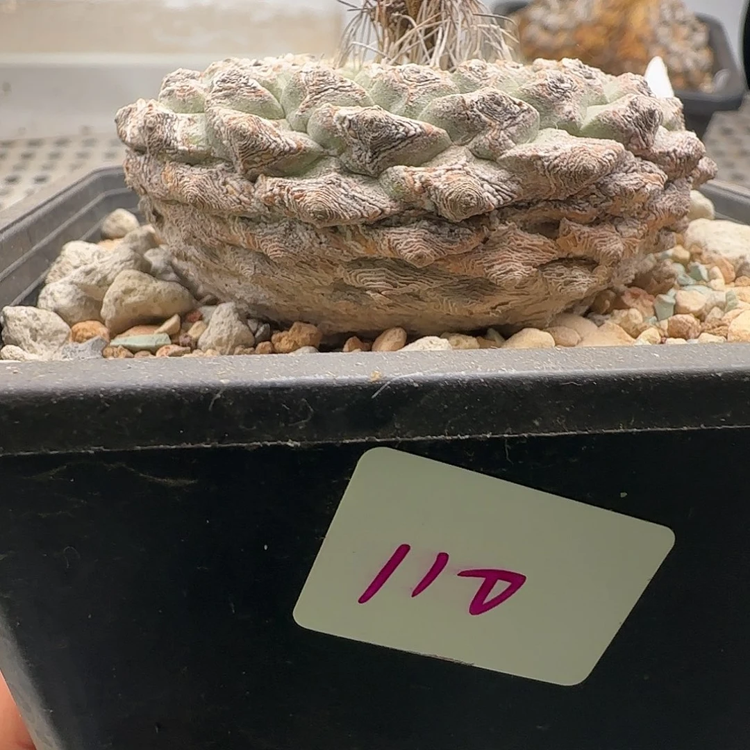 仙人球 1111111111111