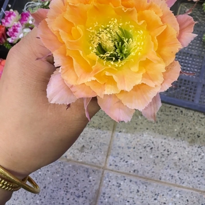 337彩草南湖12歪无根侧牙4公分左右，20包邮