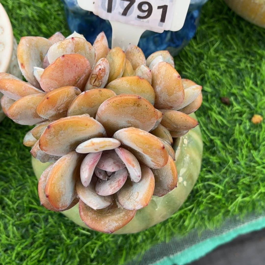 C***没多肉植物1791不带盆寄养