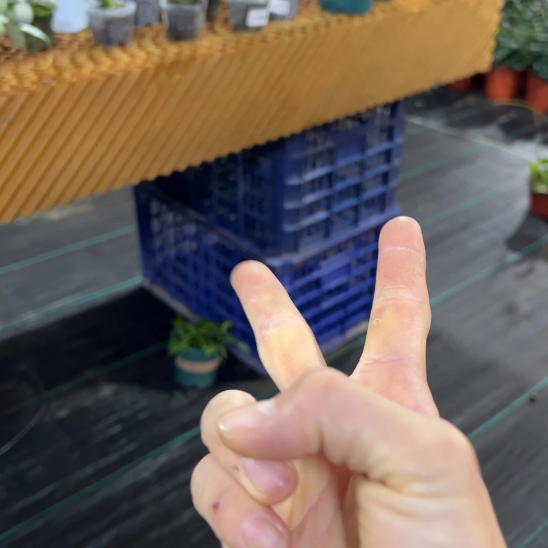 *****无花朵香花外锦球兰