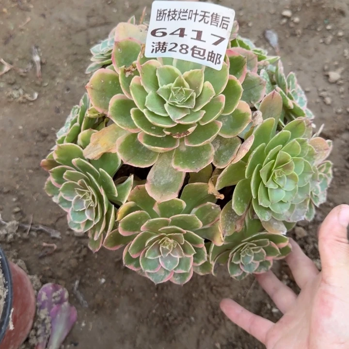 6417二号棚粉花妖C