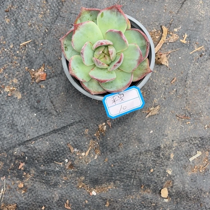 平***安惊鸿仙子多肉植物冠幅7.5-8厘米