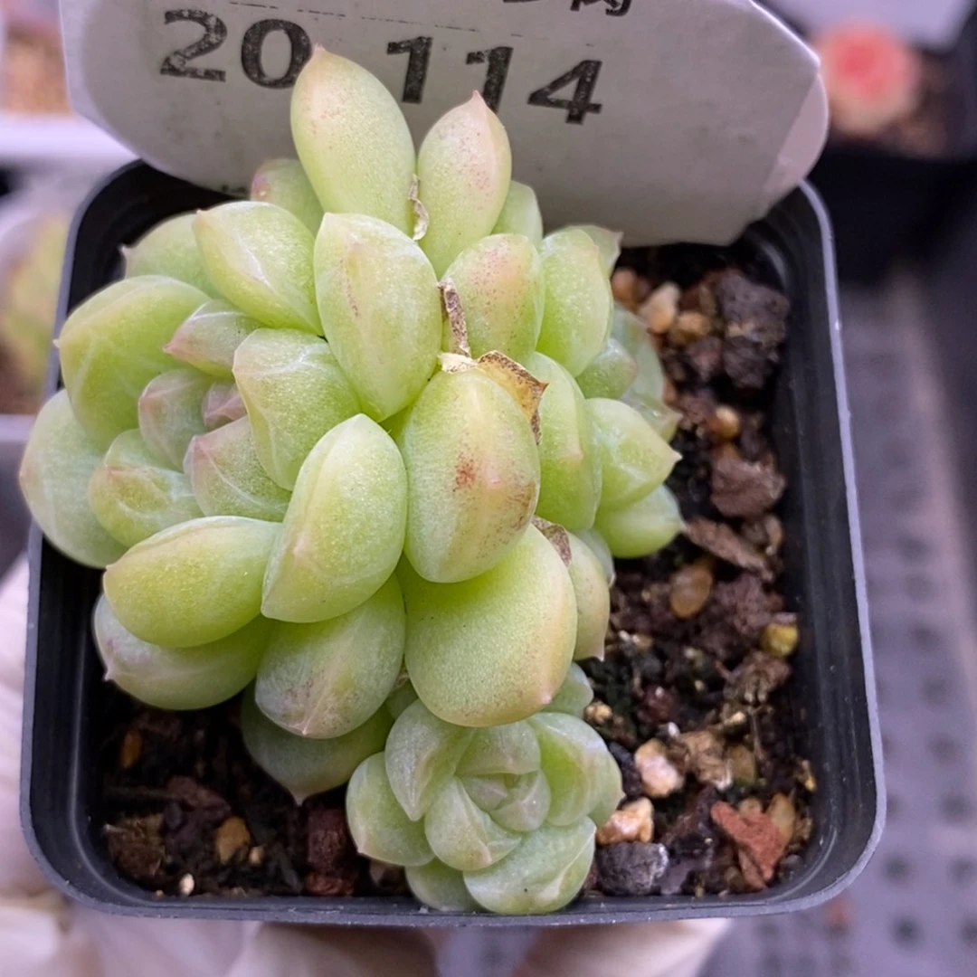 【闪购商品】20-114蜡像